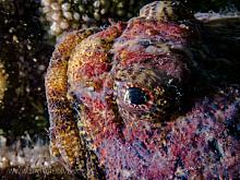 Buffalo Sculpin (Enophrys bison)