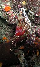 Painted Greenling (Oxylebius pictus)