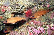 Puget Sound Rockfish (Sebastes emphaeus)