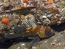 Quillback Rockfish (Sebastes maliger)