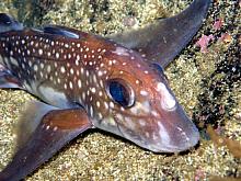 Rat Fish (Hydrolagus colliei)