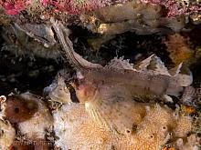 Sailfin Sculpin (Nautichthys oculofasciatus)