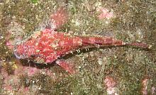 Scalyhead Sculpin (Artedius harringtoni)