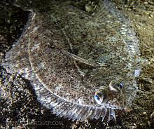 Speckled sanddab (Citharichthys stigmaeus)