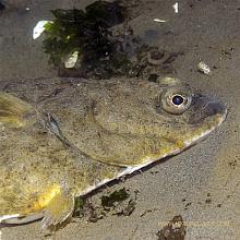 Starry Flounder (Platichthys stellatus)