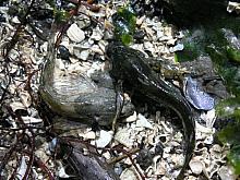 Tidepool Sculpins (Oligocottus maculosus)