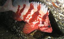 Tiger Rockfish (Sebastes nigrocinctus)