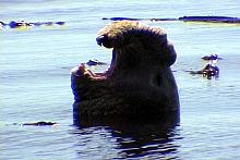 Elephant Seal (Mirounga Angustirostris)