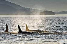 Orca Whale (Orcinus orca)
