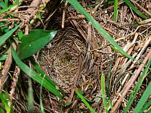 P5110001 Towhee nest May 11