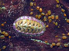 Mollusca - Chitons