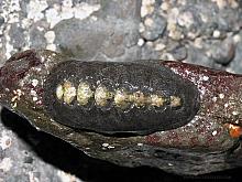 Black Leather Chiton (Katharina tunicata)