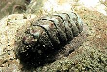 Coopers Chiton (Lepidozona cooperi)