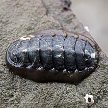 Gould's Baby Chiton (Lepidochitona dentiens)