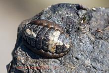 Gould's Baby Chiton (Lepidochitona dentiens)2