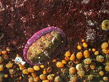 Lined Chiton (Tonicella lineata)2