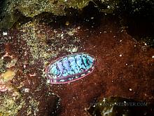 Lined Chiton (Tonicella lineata)3