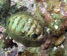 White-Line Chiton (Tonicella insignis)