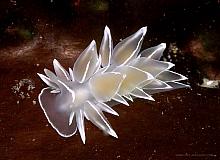 Mollusca-Nudibranch