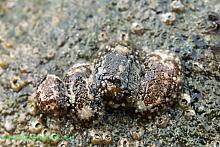 Barnacle-Eating Nudibranch (Onchidoris bilamellata)