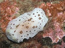 Brown Spotted Nudibranch (Diaulula sandiegensis)