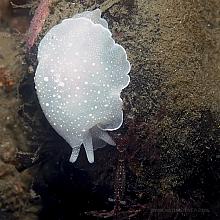 California Berthella (Berthella californica)