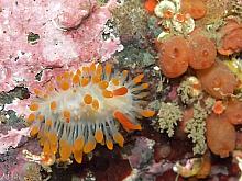 Cockerell's Nudibranch (Limacia cockerelli)