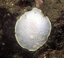 Yellow-Margin Nudibranch (Cadlina luteomarginata)