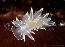 Frosted Nudibranch (Dirona albolineata)