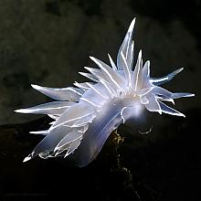 Frosted Nudibranch (Dirona albolineata)