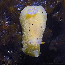 Heath's Dorid (Geitodoris heithi)