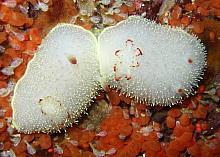 Nanaimo Nudibranch (Acanthodoris nanaimoensis)