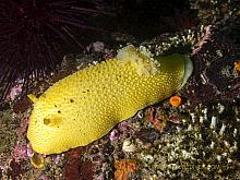 Noble Sea Lemon (Peltodoris nobilis)