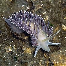 Red Flabellina (Flabellina triophina)