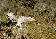 Red Flabellina (Flabellina triophina)3