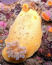 Sea Lemon (Anisodoris nobilis)