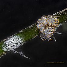 White and Orange Tipped Nudibranch with eggs