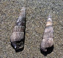 Mudflat Snail (Batillaria cumingi)