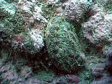 Northern Abalone (Haliotus kamtchatkana)