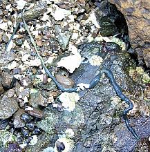 Green-Yellow Ribbon Worm (Emplectonema gracile)