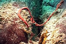 White-ringed Ribbon Worm (Tubulanus albocinctus)