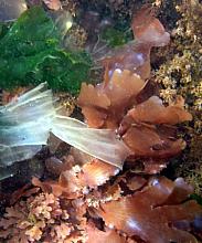 Black-Lined Red Seaweed (Hymenena spp)