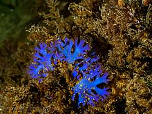 Blue Branching Seaweed (Fauchea laciniata)1
