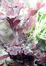 Coral Leaf Seaweed (Bossiella sp)