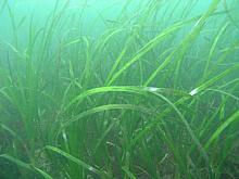 Eelgrass (Zostera marina)