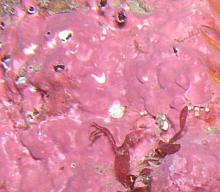 Encrusting Coralline Seaweed (Lithothamnion sp)