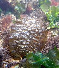 Five-rib Kelp (Costaria costata)