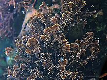 Graceful Coralline (Coralinna vancouveriensis)