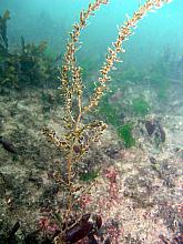 Japanese Weed or wireweed (Sargassum muticum)