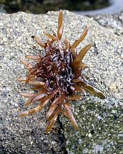 Narrow Iodine Seaweed (Grateloupia americana)